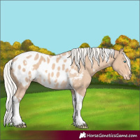 Horse Color:White Spotted Silver Perlino Tobiano Appaloosa 