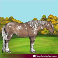 Horse Color:White Spotted Silver Brown Dun Tobiano Rabicano