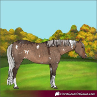 Horse Color:White Spotted Silver Bay Dun