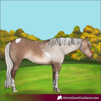 Horse Color:White Spotted Silver Brown Dun Mushroom Tobiano