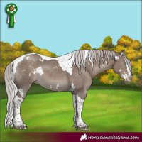 Horse Color:White Spotted Silver Grullo Mushroom Splash Tobiano