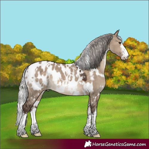 Horse Color:White Spotted Silver Brown Dun Appaloosa