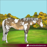 Horse Color:White Spotted Silver Buckskin Dun