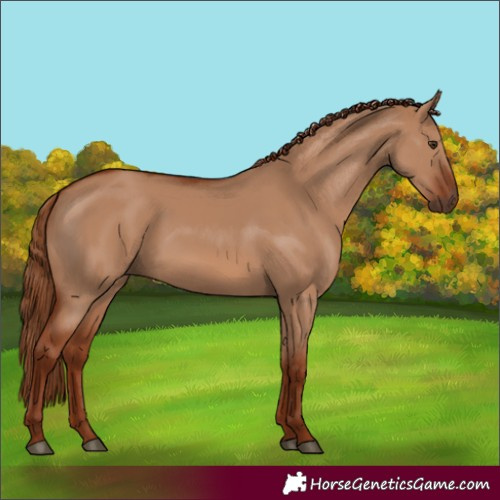 Horse Color:Red Dun Rabicano 