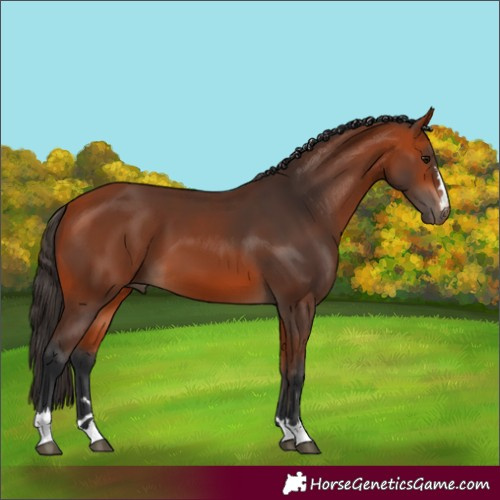 Horse Color:Bay 