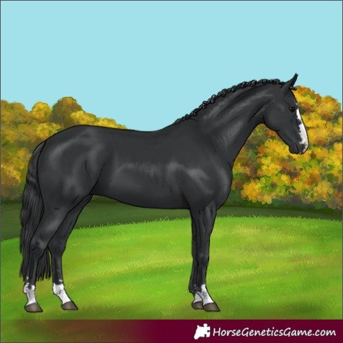 Horse Color:Black 
