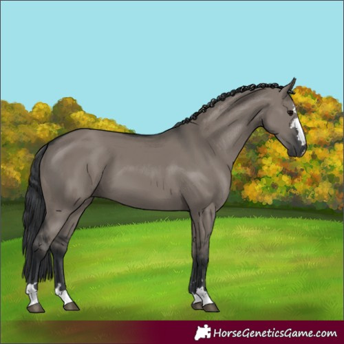 Horse Color:Grullo 