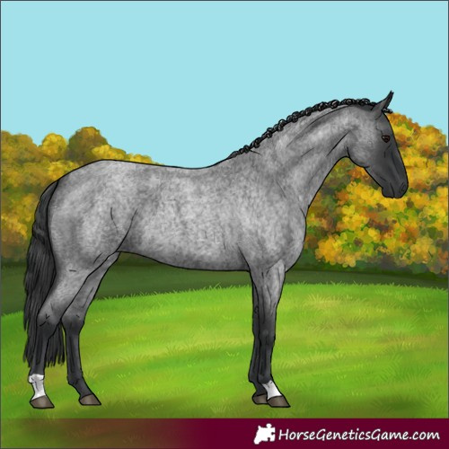 Horse Color:Blue Roan