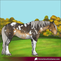 Horse Color:White Spotted Silver Buckskin Tobiano Appaloosa