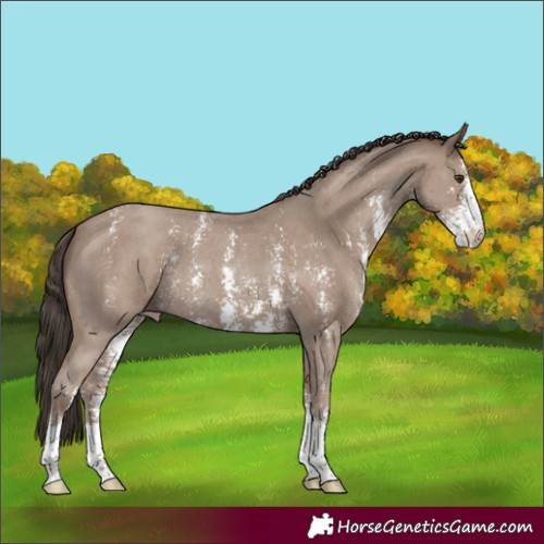 Horse Color:Classic Champagne Sabino 