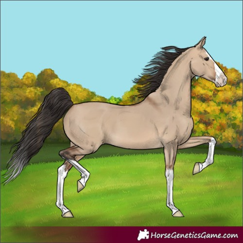 Horse Color:Bay Dun Splash