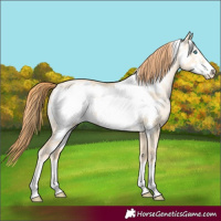 Horse Color:Buckskin Pearl Dun Frame