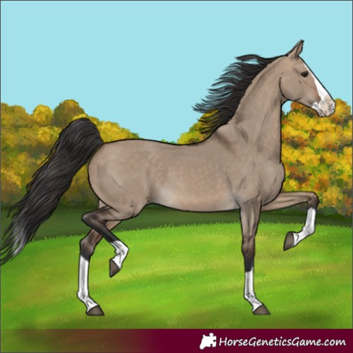 Horse Color:Brown Dun Splash 