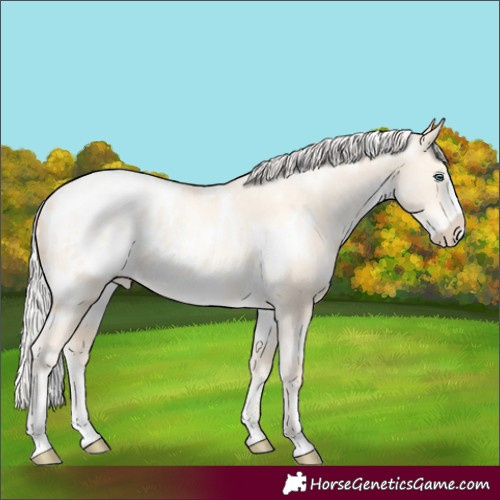 Horse Color:White Spotted Silver Amber Cream Champagne Pearl Dun Frame Appaloosa Rabicano
