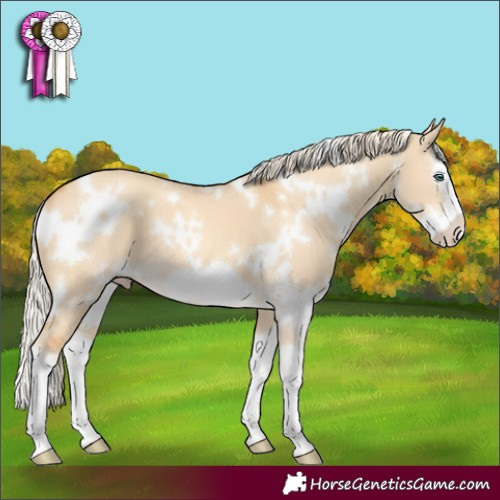 Horse Color:White Spotted Gold Cream Champagne Dun Splash Frame 