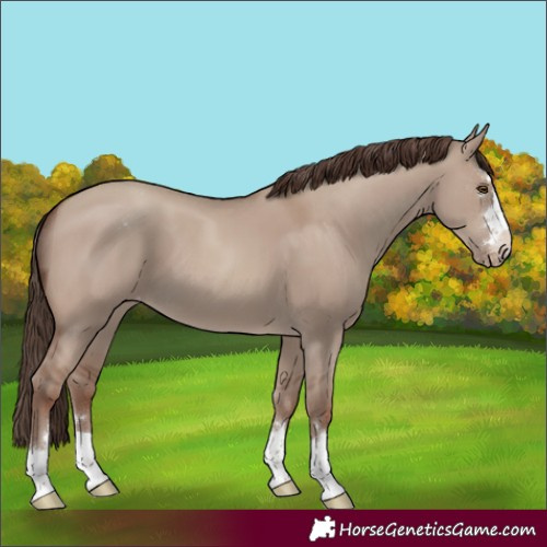 Horse Color:Classic Champagne Dun Appaloosa