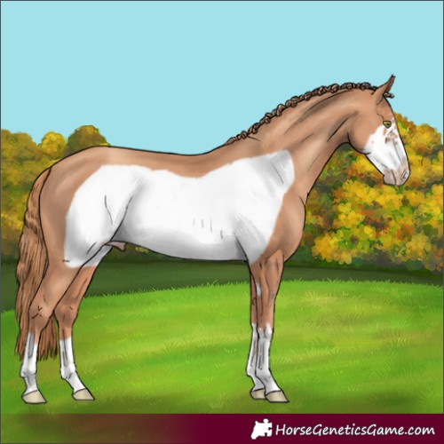 Horse Color:Gold Champagne Frame 