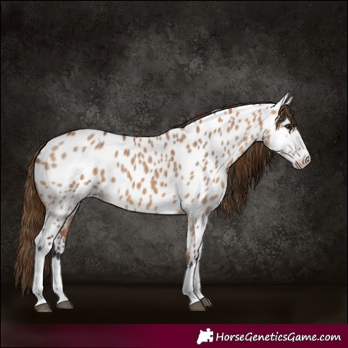 Horse Color:Bay Dun Appaloosa 