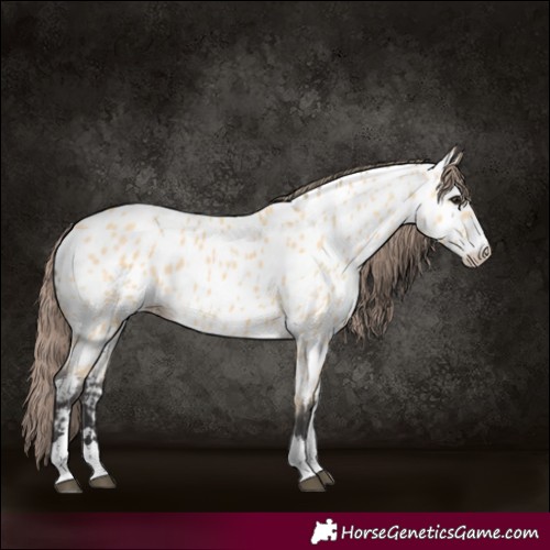 Horse Color:Buckskin Appaloosa 