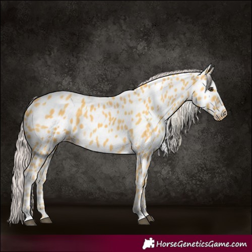 Horse Color:Palomino Appaloosa 