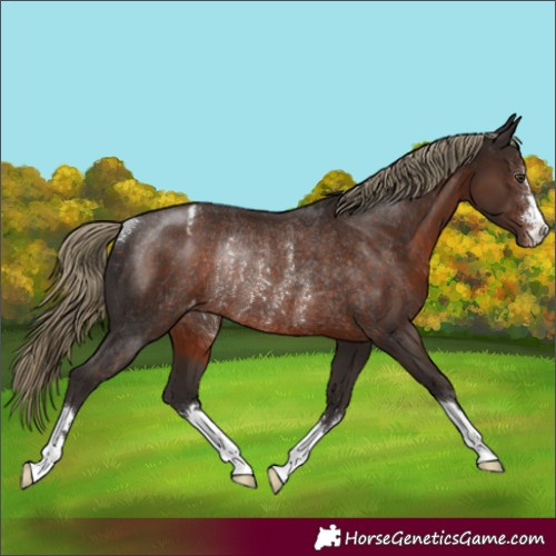 Horse Color:Liver Chestnut Appaloosa Rabicano