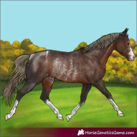 Horse Color:Liver Chestnut Varnish Rabicano