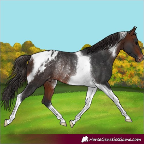 Horse Color:Brown Tobiano Appaloosa Rabicano 