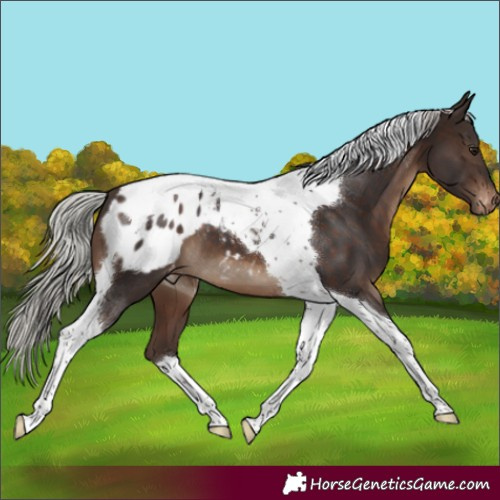 Horse Color:Silver Brown Tobiano Appaloosa