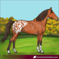 Horse Color:Bay Tobiano Appaloosa 