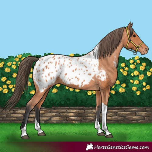 Horse Color:Bay Tobiano Appaloosa 