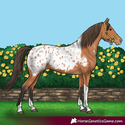 Horse Color:Bay Tobiano Blanket 