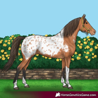 Horse Color:Bay Tobiano Blanket 