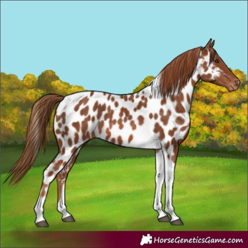 Horse Color:Chestnut Tobiano Appaloosa 