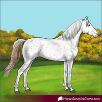Horse Color:Red Roan Tobiano Appaloosa 