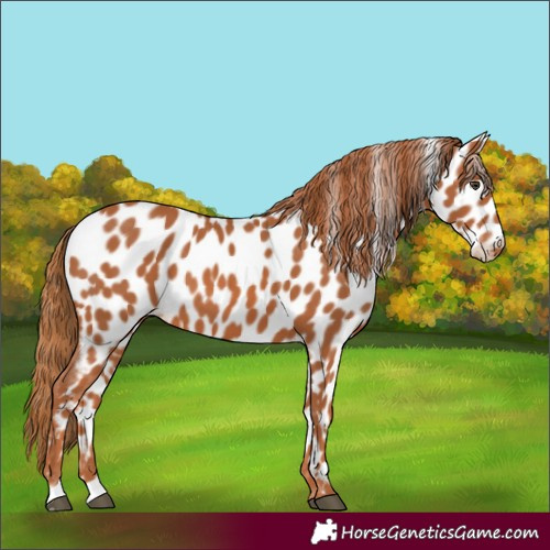 Horse Color:Chestnut Appaloosa 