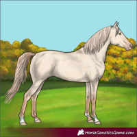 Horse Color:Gold Champagne Dun