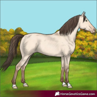 Horse Color:Amber Champagne Dun