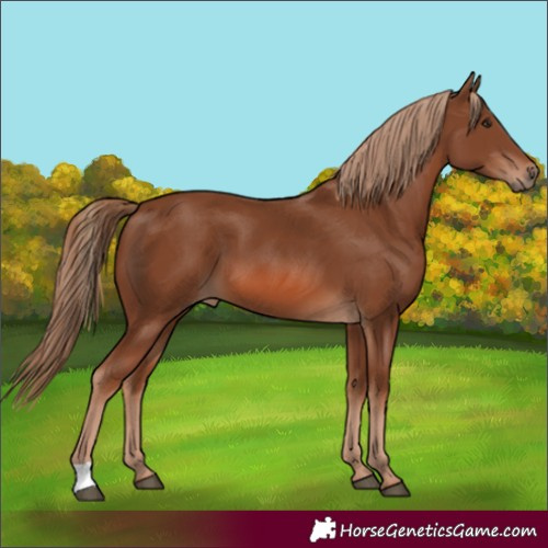 Horse Color:Chestnut 