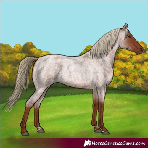 Horse Color:Red Roan
