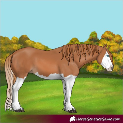 Horse Color:Chestnut Splash 