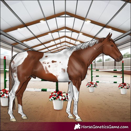 Horse Color:Chestnut Tobiano 