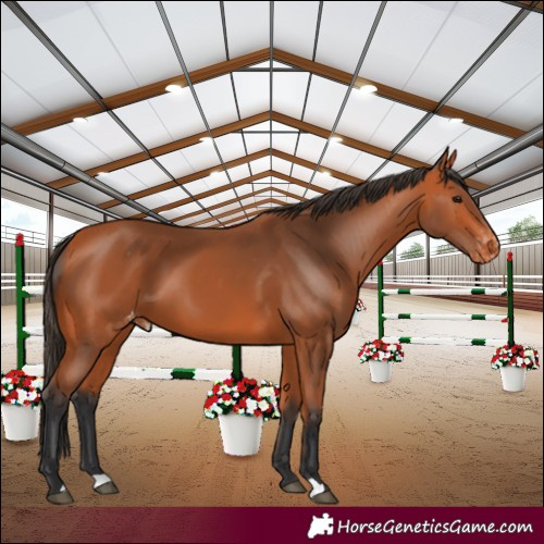 Horse Color:Bay Appaloosa 