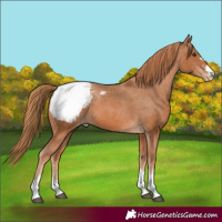 Horse Color:Chestnut Appaloosa 
