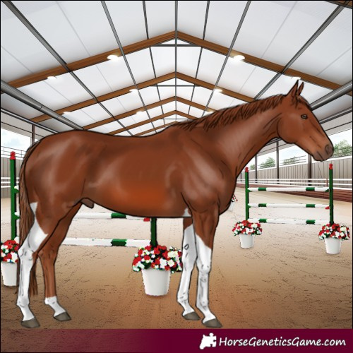 Horse Color:Chestnut Tobiano