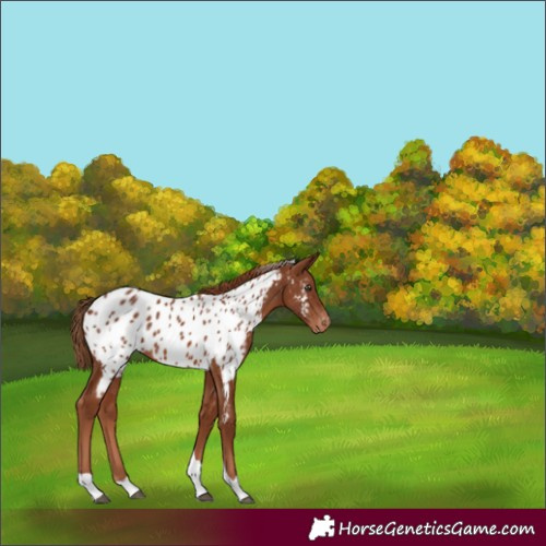 Horse Color:Chestnut Tobiano Appaloosa 