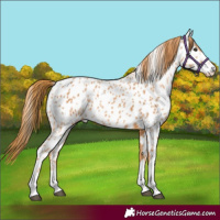 Horse Color:Chestnut Appaloosa