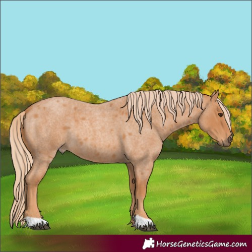 Horse Color:Unknown 