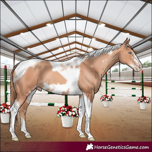 Horse Color:Gold Champagne Tobiano Frame
