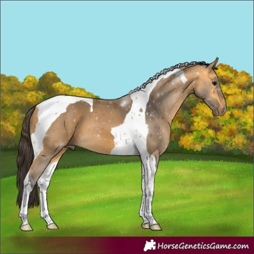 Horse Color:Buckskin Tobiano