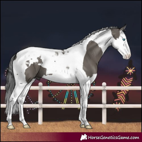 Horse Color:Grullo Splash Tobiano 